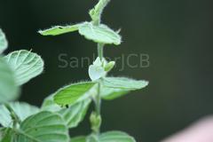 Desmodium pulchellum